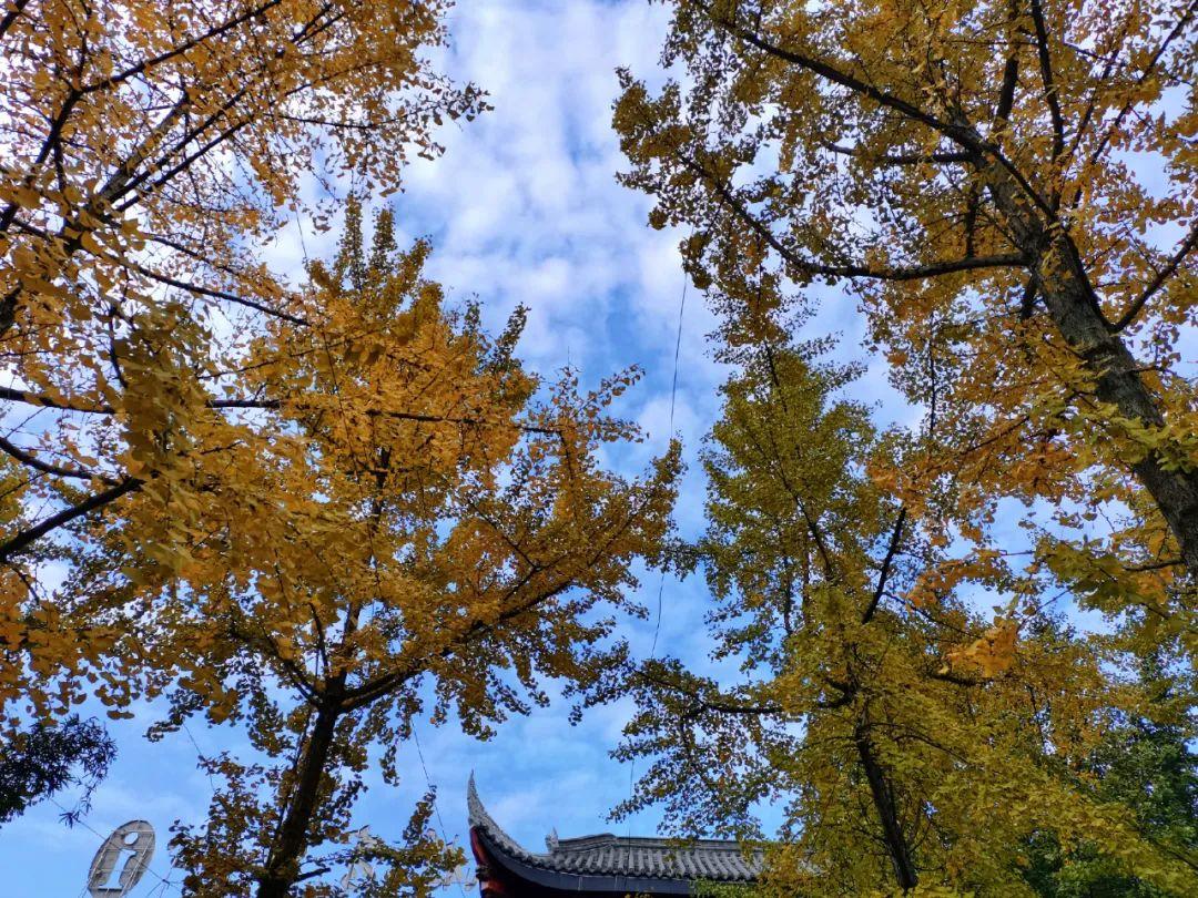 xunle,ctc认证证书查询官网