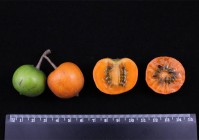 武汉“猕猴桃奇异王国”：五颜六色还有麻辣口味