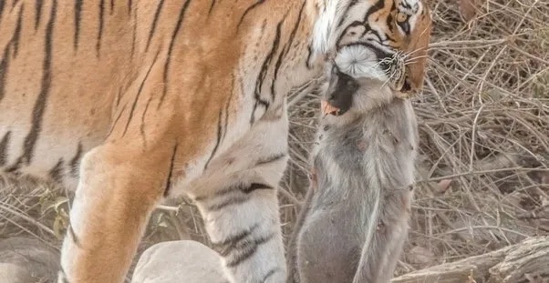 烧饼游戏修改器源_黑神话悟空游戏修改器骗局_警惕游戏修改器诈骗