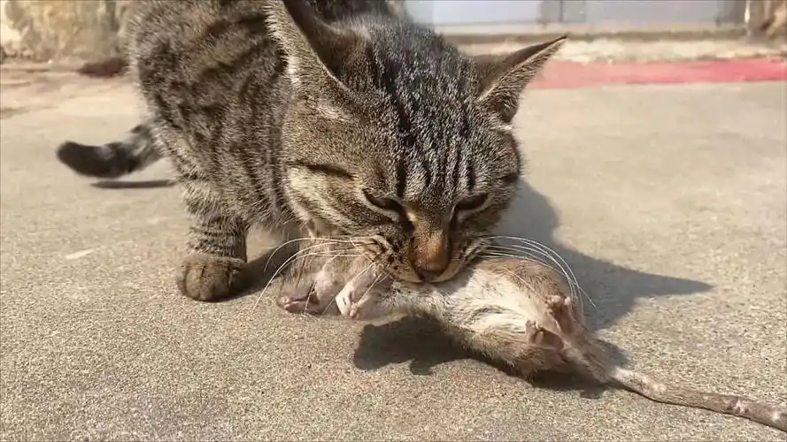 猫和老鼠专题游戏_猫和老鼠多人竞技游戏_猫和老鼠横版地图游戏