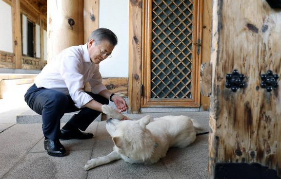 金正恩赠送韩国一对朝鲜丰山犬，文在寅开心抚摸