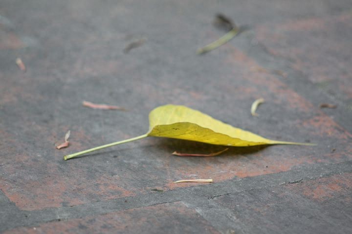 英文论文文献在哪里找？几个免费的英文文献的网站
