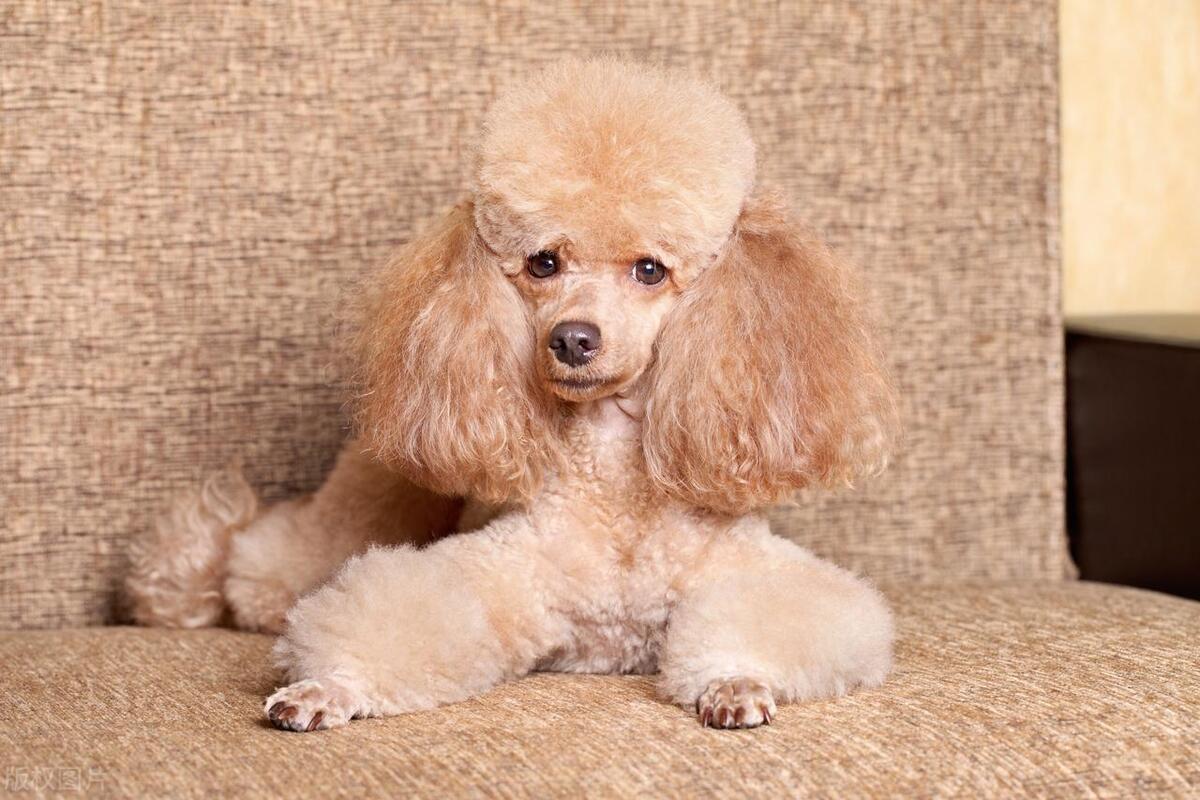 泰迪犬发情期如何判断？泰迪犬发情期那些你不知道的秘密！