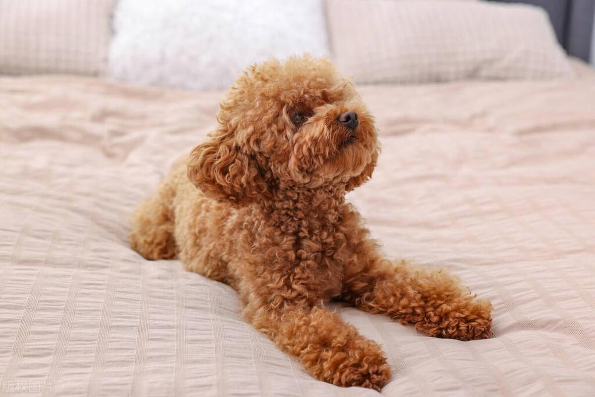 泰迪犬发情期如何判断？泰迪犬发情期那些你不知道的秘密！