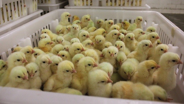 16家知名快餐业被点名，中国养殖业该不该禁用抗生素？