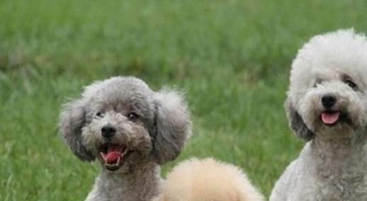 贵宾犬是否容易饲养，需要从它们的优缺点入手考虑