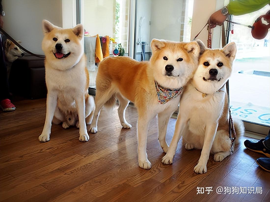 最全！常见的27种狗狗，你认识几种？