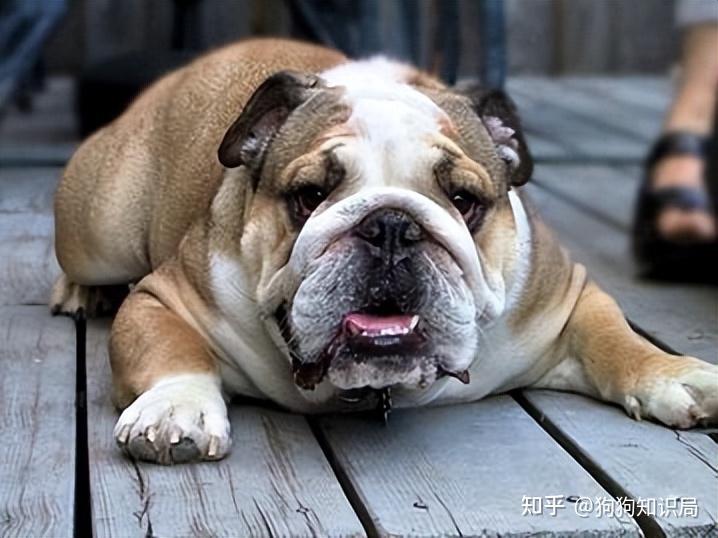 最全！常见的27种狗狗，你认识几种？