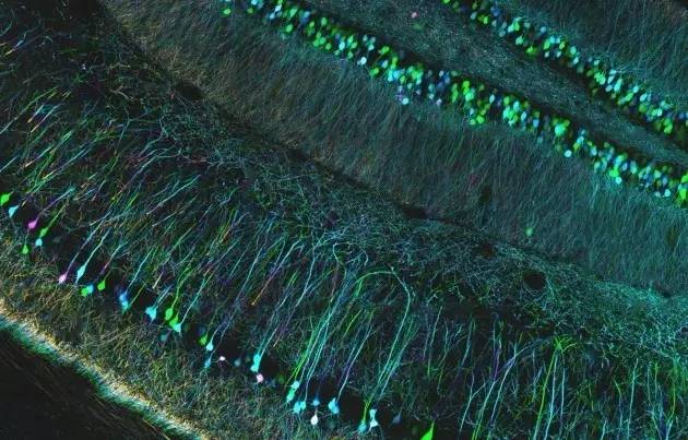 科学人物 | Nature：钱永健，一个照亮生物学的男人