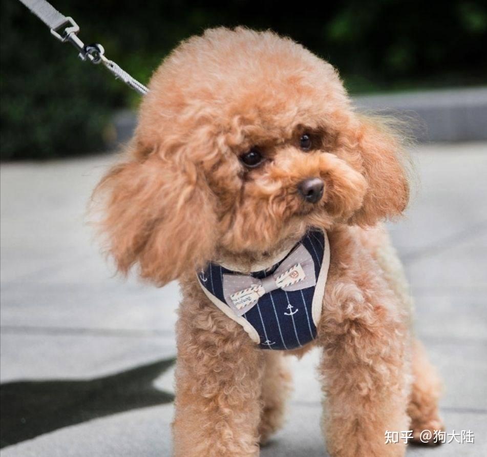 “狗1岁=人类7岁”？其实是错的，最新年龄对照表出炉！