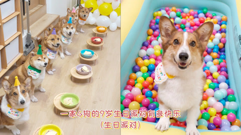 一家6狗的9岁生日派对有多快乐? - 记录小奶狗的出生成长