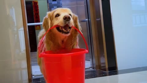 狗狗不仅能照顾生病的麻麻还会赶海抓大货!