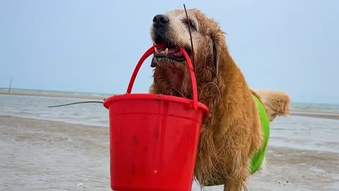 狗狗身穿绿色马甲去海边赶海,居然抓到巨型龙虾!