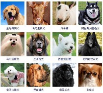 狗的品种大全（狗狗有多少品种）